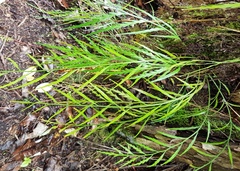 Asplenium flaccidum flaccidum