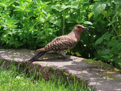 Colaptes auratus luteus