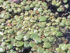 Limnobium laevigatum