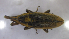 Lixus concavus