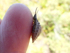 Libelloides coccajus