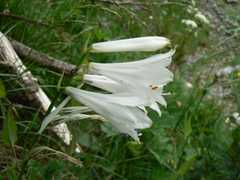 Paradisea liliastrum