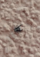 Pseudeuophrys lanigera