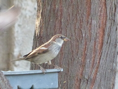 Passer domesticus