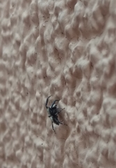 Pseudeuophrys lanigera