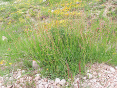 Rumex scutatus