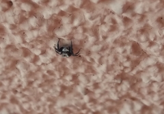 Pseudeuophrys lanigera