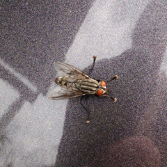 Sarcophagidae