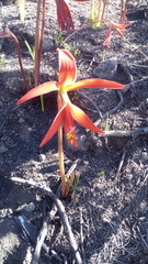 Sprekelia formosissima