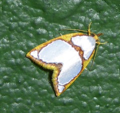 Titulcia confictella