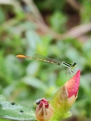 Agriocnemis keralensis