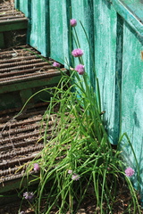 Allium schoenoprasum