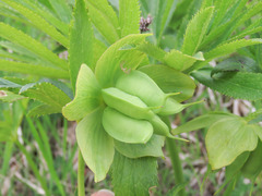 Helleborus viridis