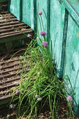 Allium schoenoprasum