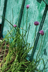 Allium schoenoprasum