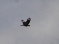 Caracara plancus