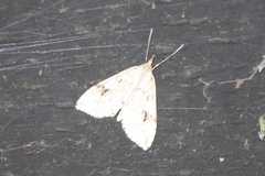 Udea washingtonalis