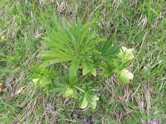 Helleborus viridis