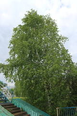 Betula pendula