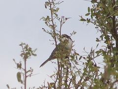 Microspingus melanoleucus