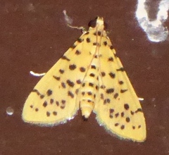 Conogethes