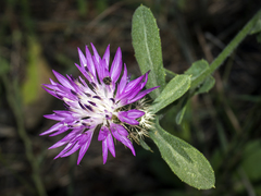 Centaurea aspera