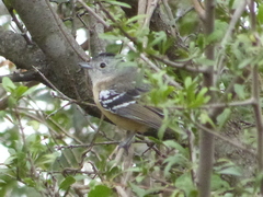 Thamnophilus caerulescens