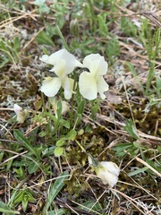 Viola oreades
