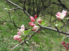 Malus orientalis