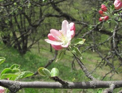 Malus orientalis