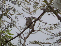 Serpophaga griseicapilla