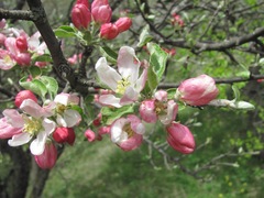 Malus orientalis