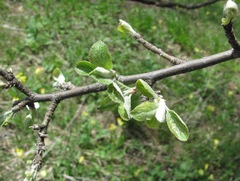 Malus orientalis