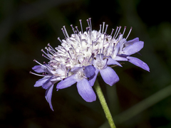 Sixalix atropurpurea