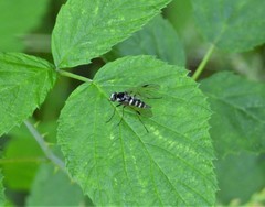 Chrysopilus fasciatus
