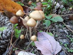 Psilocybe ovoideocystidiata