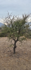 Vachellia caven