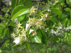 Pyrus communis caucasica