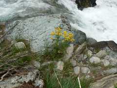 Descurainia tanacetifolia