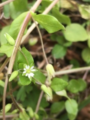 Stellaria media image