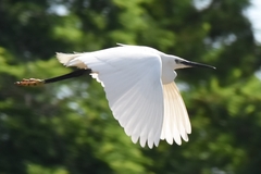 Egretta garzetta