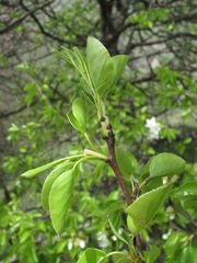 Pyrus communis caucasica