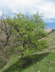 Pyrus communis caucasica