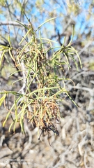 Plocama pendula