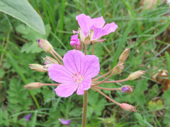 Erodium alpinum