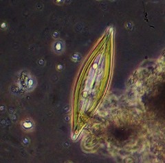Craticula cuspidata