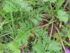 Erodium alpinum