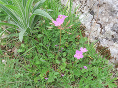Erodium alpinum
