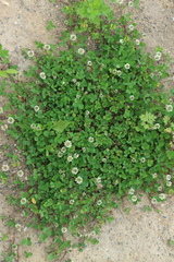 Trifolium repens