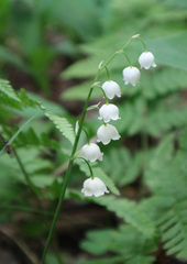Convallaria majalis